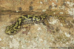 Image of Green Salamander