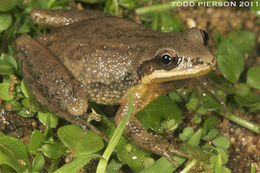 Image de Pseudacris feriarum (Baird 1854)