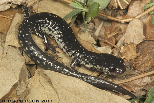 Image of Ainsworth's Salamander