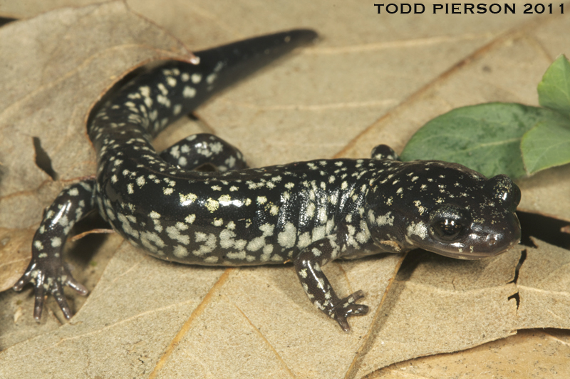 Image of Ainsworth's Salamander