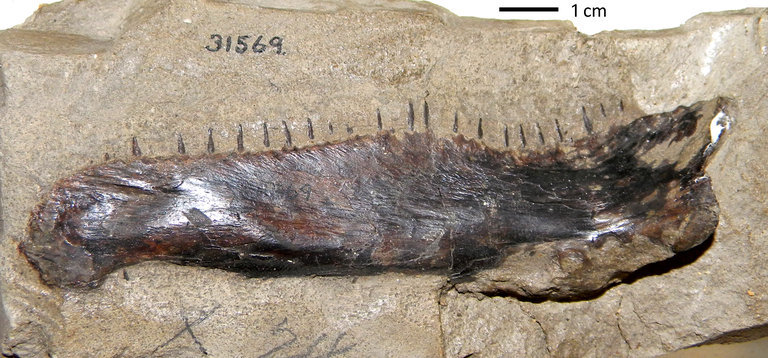 Image of Ichthyodectes