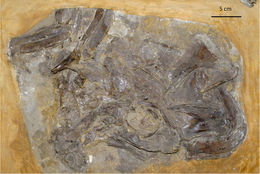 Image of Ichthyodectes