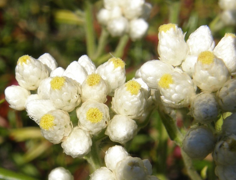 Image of ladies' tobacco