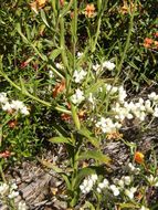 Image of ladies' tobacco