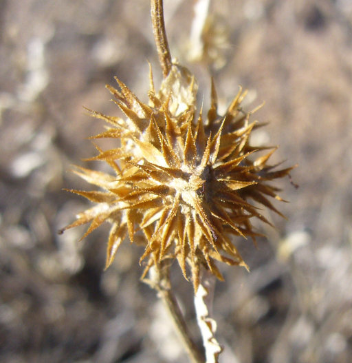 Image of triangle bur ragweed