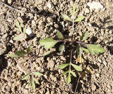 Image de Bidens pilosa L.