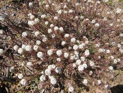 Plancia ëd Lobularia maritima (L.) Desv.