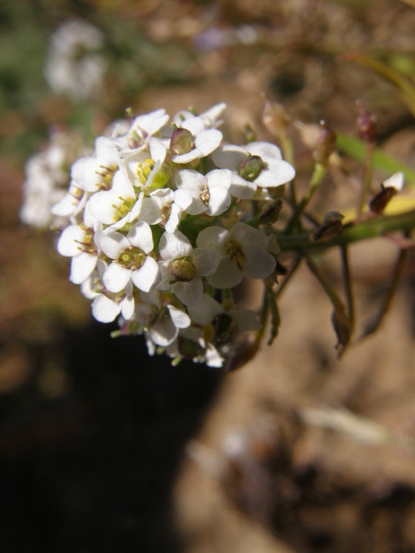 Plancia ëd Lobularia maritima (L.) Desv.