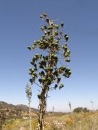 Image of chaparral yucca