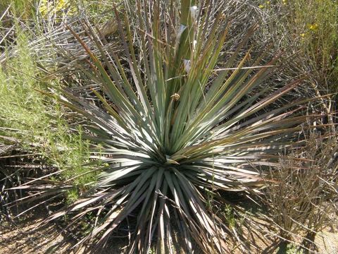 Image of chaparral yucca