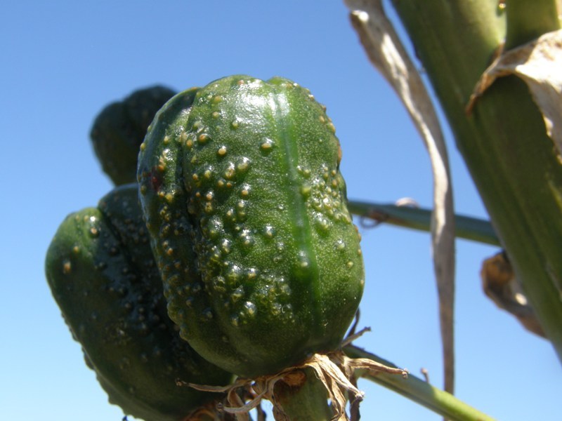 Image of chaparral yucca