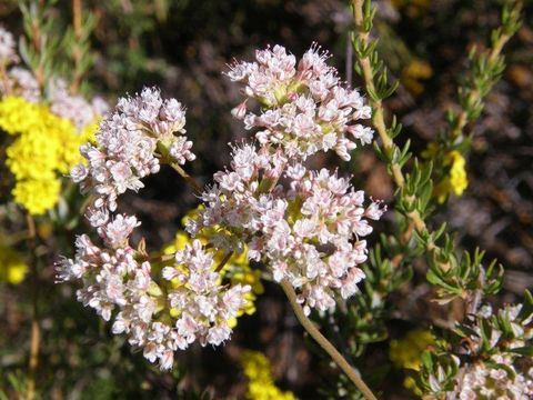 Image of Eastern Mojave buckwheat