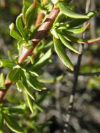 Imagem de Eriogonum fasciculatum var. foliolosum (Nutt.) S. Stokes ex Abrams