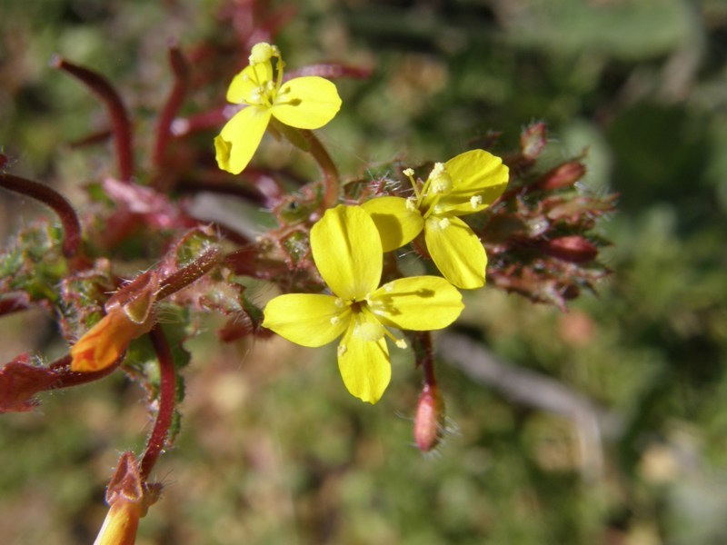 Image de Camissoniopsis hirtella (Greene) W. L. Wagner & Hoch