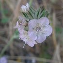 Image of caterpillar phacelia