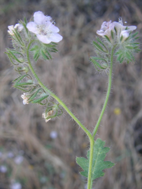 Imagem de Phacelia cicutaria var. hispida (A. Gray) J. T. Howell