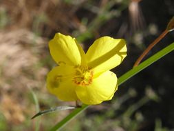 Eulobus californicus Nutt. resmi