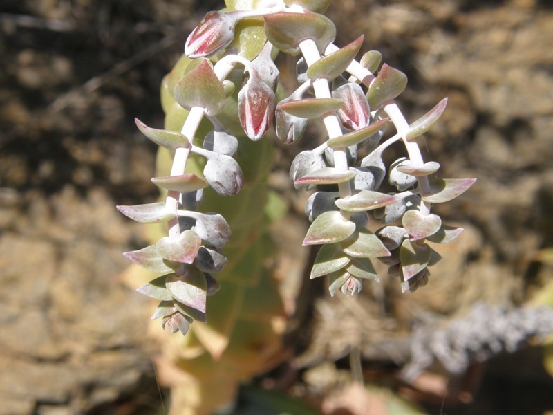 Imagem de Dudleya pulverulenta (Nutt.) Britton & Rose