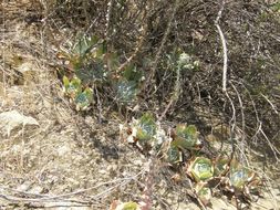 Image of chalk dudleya