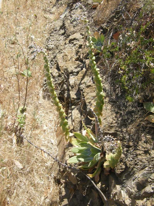 Image of chalk dudleya