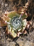 Image of chalk dudleya