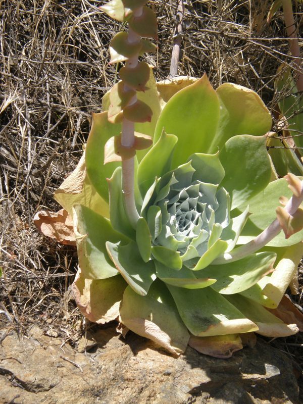 Image of chalk dudleya