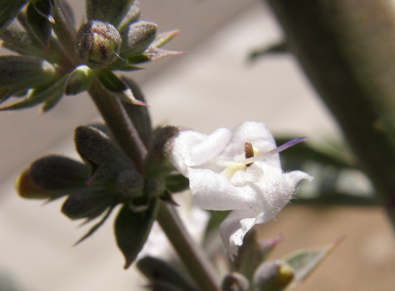 Image of white sage