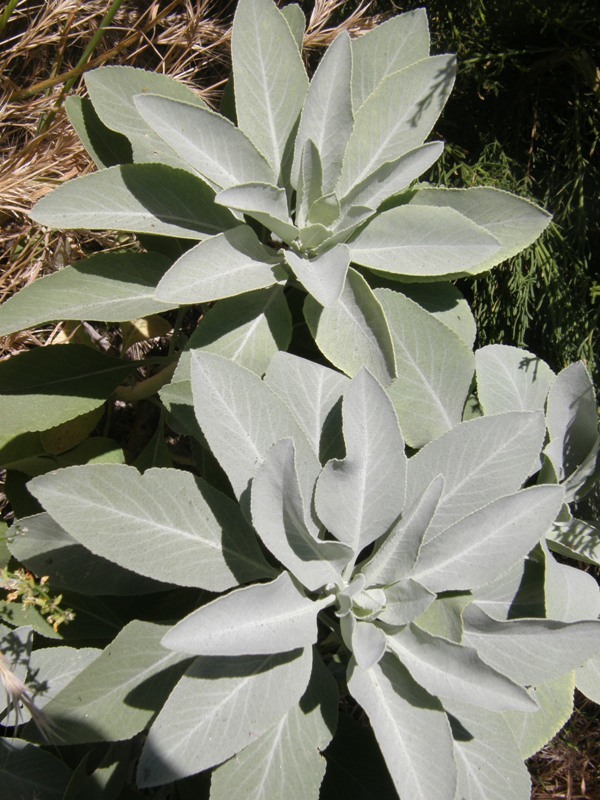 Image of white sage