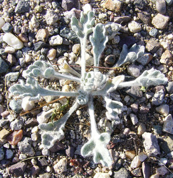 Image of woolly desert marigold