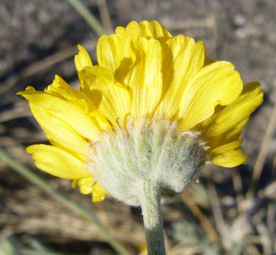 Image of woolly desert marigold