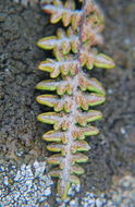 Image of <i>Cheilanthes gracillima</i>