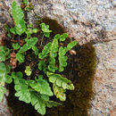 Image de Polypodium hesperium Maxon