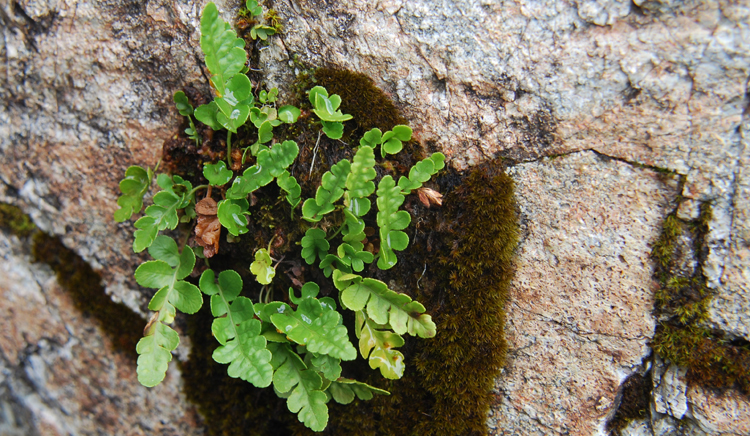 Image of western polypody