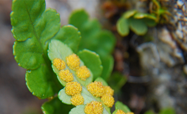 Image of western polypody