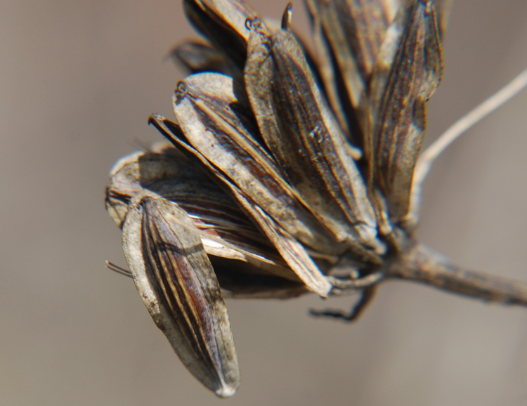 Lomatium nudicaule (Pursh) Coult. & Rose的圖片