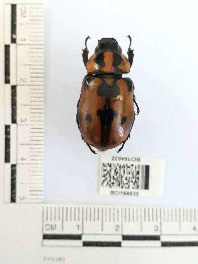 Image of Cyclocephala mafaffa Burmeister 1847