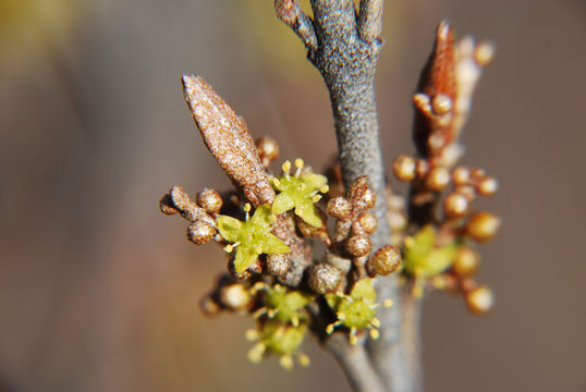 Image of russet buffaloberry