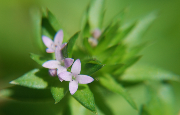 Image of blue field madder