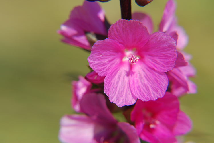 Image of Henderson's Checkerbloom