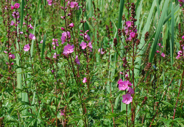 Image of Henderson's Checkerbloom