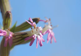 Image of <i>Silene scouleri</i> ssp. <i>grandis</i>