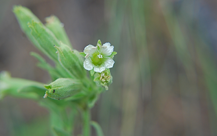 Image of Spalding's Catchfly