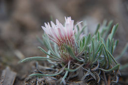 Image of Hooker's Townsend daisy