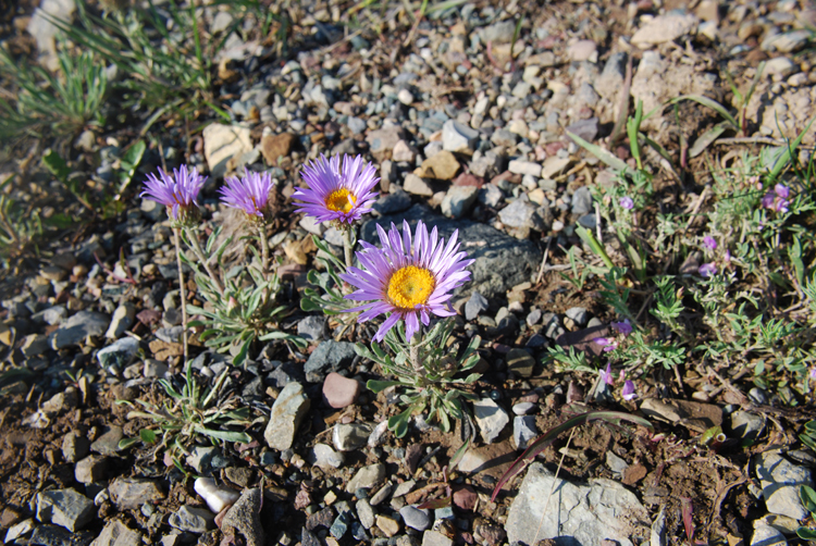 Image of Parry's Townsend daisy