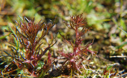 Слика од Triphysaria pusilla (Benth.) T. I. Chuang & L. R. Heckard