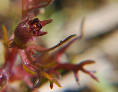 Image of dwarf owl's clover