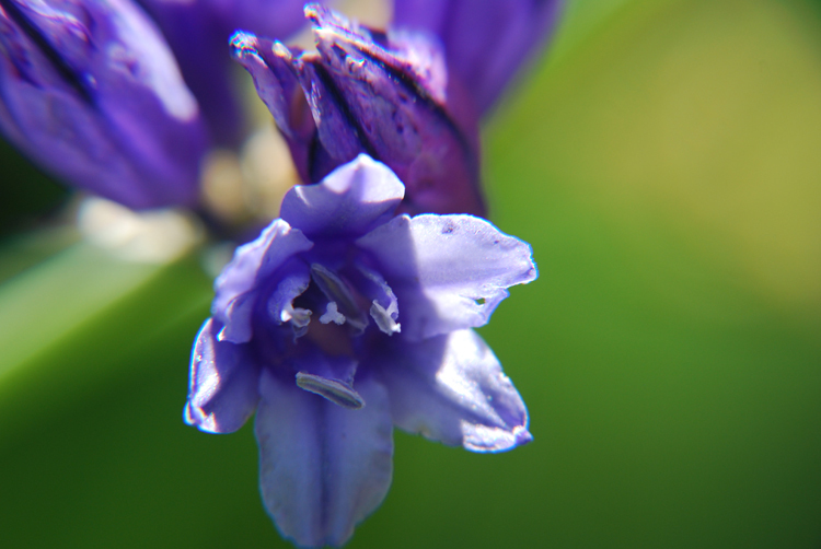 Image of <i>Triteleia howellii</i>