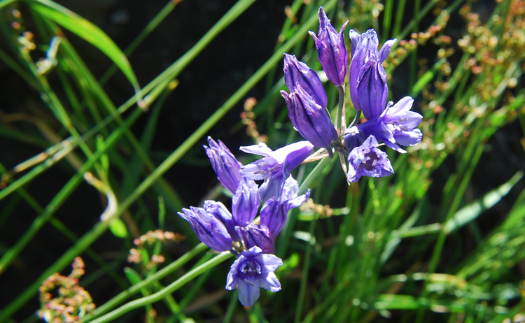 Image of <i>Triteleia howellii</i>