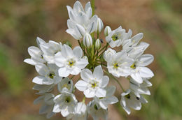 Image of white brodiaea