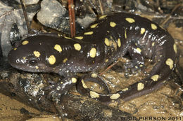 Image of Spotted Salamander